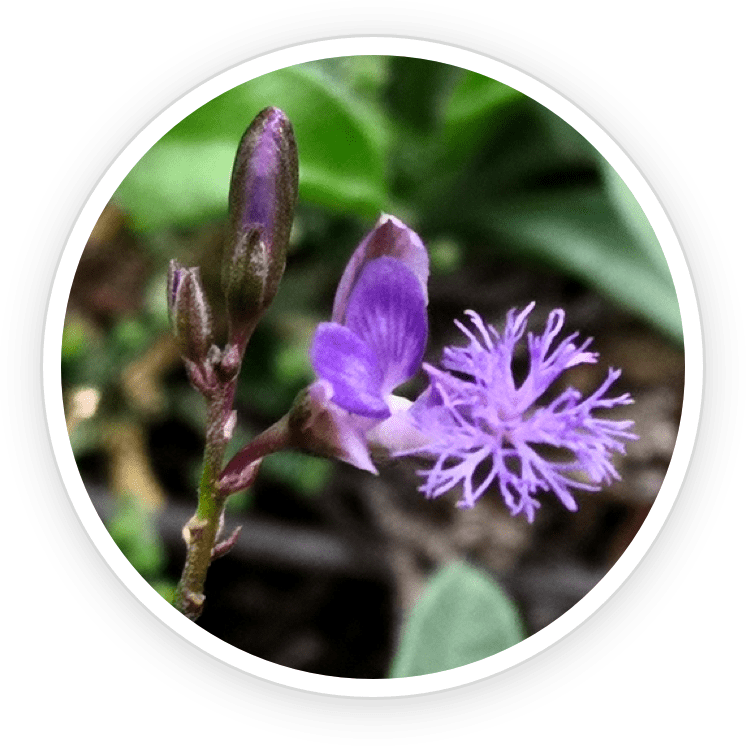 Emperor's Vigor Tonic Polygala Tenuifolia